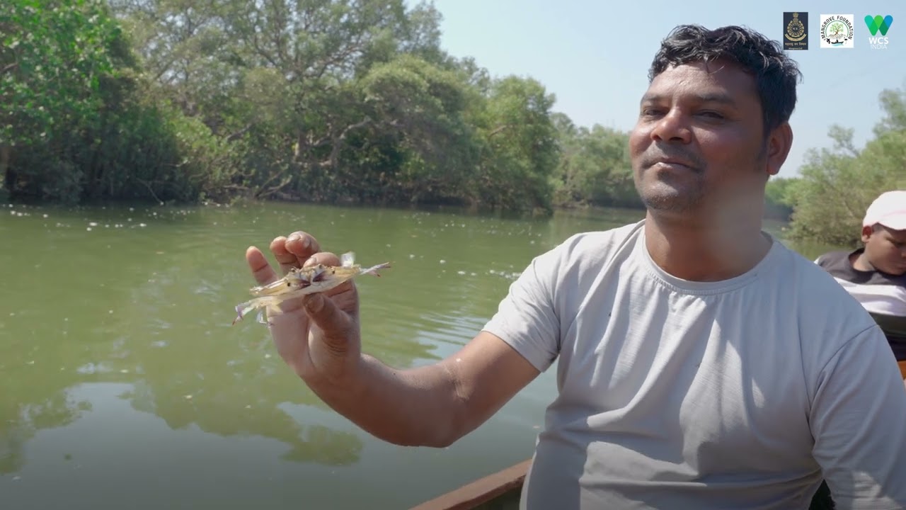 The Creek Side Neighbour- The Golden Jackals of Mumbai