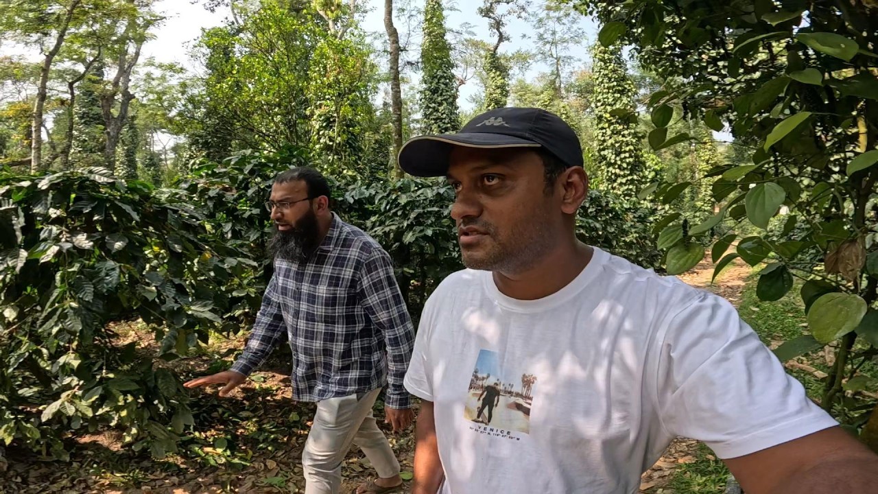 VISITING RAZA COFFEE PLANTATION BLACK PEPPER PLANTATION