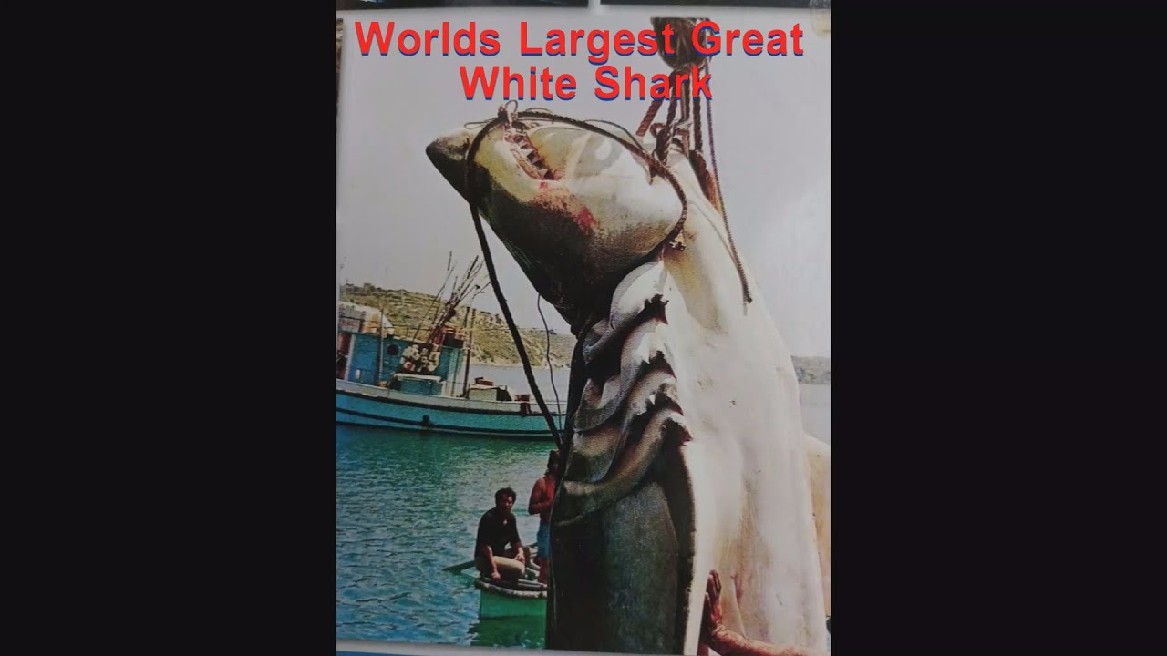 Great White Shark Caught Off Filfla, Malta in 1987