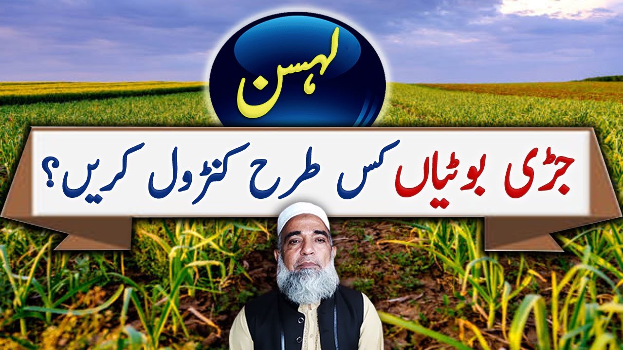 How to control weeds from garlic || Crop Reformer