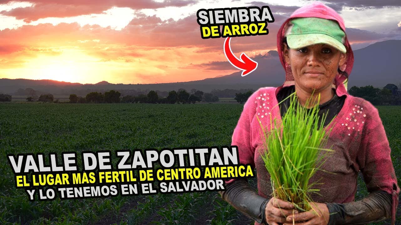 Asi se COSECHA EL ARROZ  en el valle de #zapotitan #elsalvador Un trabajo difícil pero necesario