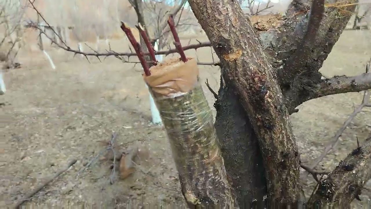 Абрикос кыйыштыруу. #Прививка абрикоса.Apricot grafting.