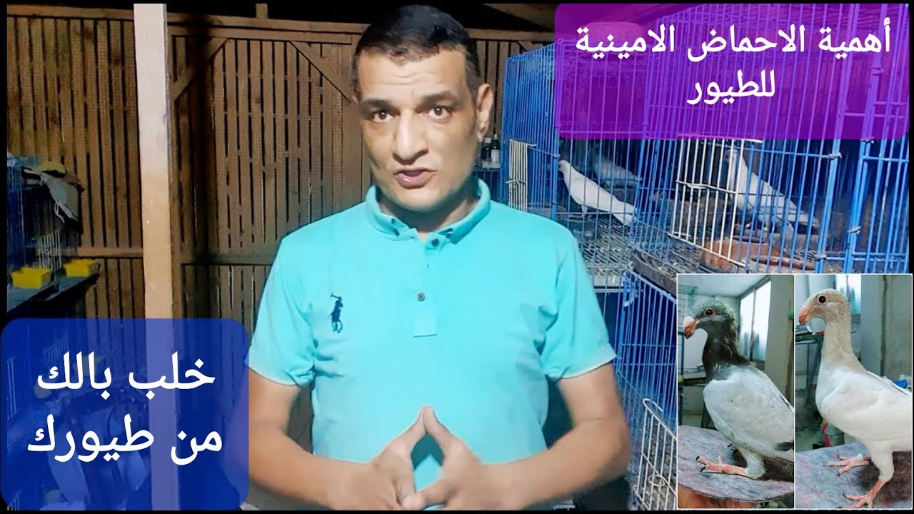 أهمية الاحماض الامينية للطيور شوف وركز وطبقها مع كل الطيور وخليك ذكي #م _أسامة_حسين