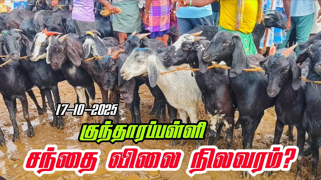 17-10-2025 kundarapalli Friday goat market Krishnagiri district price details 
