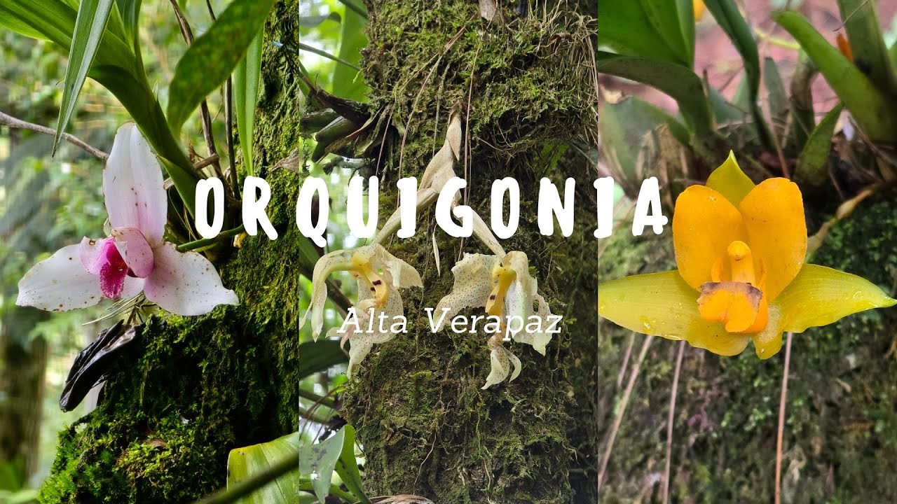 Conociendo Guate | Orquigonia | Alta Verapaz