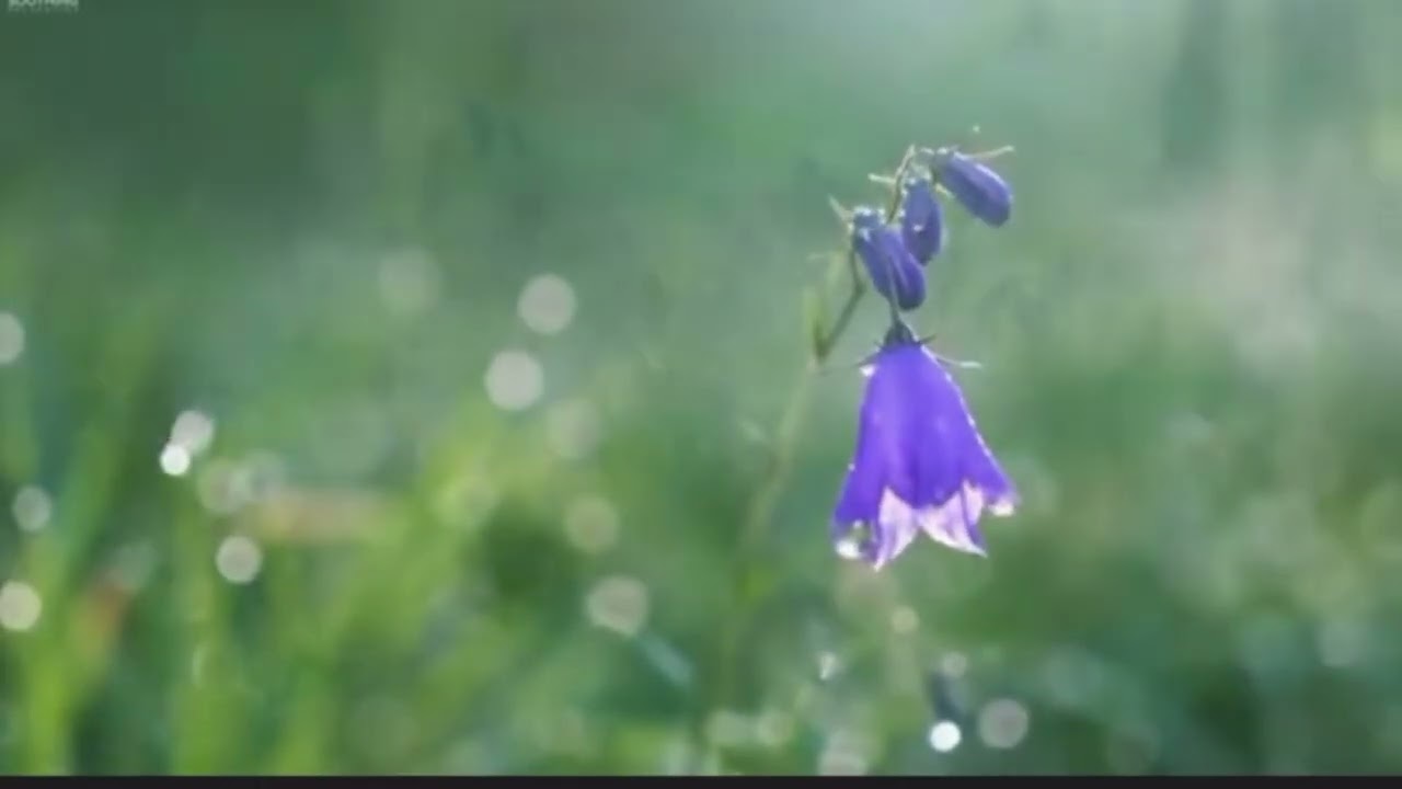 早晨音樂Morning Music 【放鬆音樂】