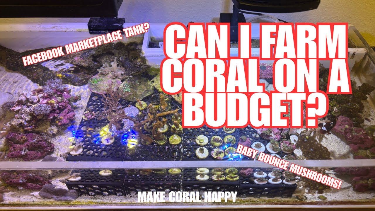 Farming coral in my apartment pt.1