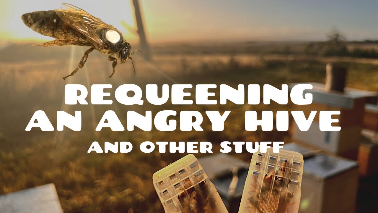 Too Many Stings! It’s Time to Replace This Queen | Aussiebeekeeping | 22-2-23