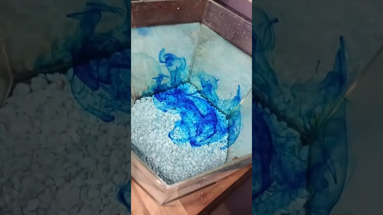 Bichos en Acción  está en vivo