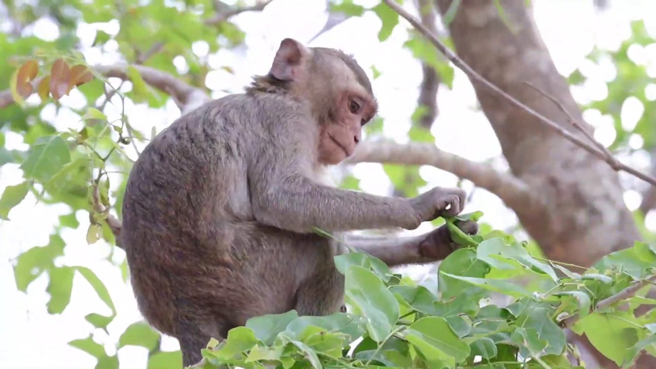 PITIFUL DONNA AND DONNEE CAN NOT FIND FRUIT JUST ONLY TRIM 2 [MONKEY PLANET]