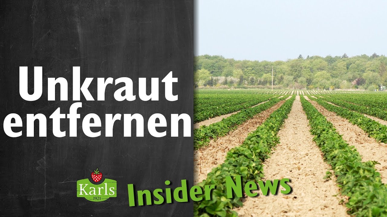 Wie wird das Unkraut bei den Erdbeeren entfernt? - Insider News | Karls Erlebnis-Dorf