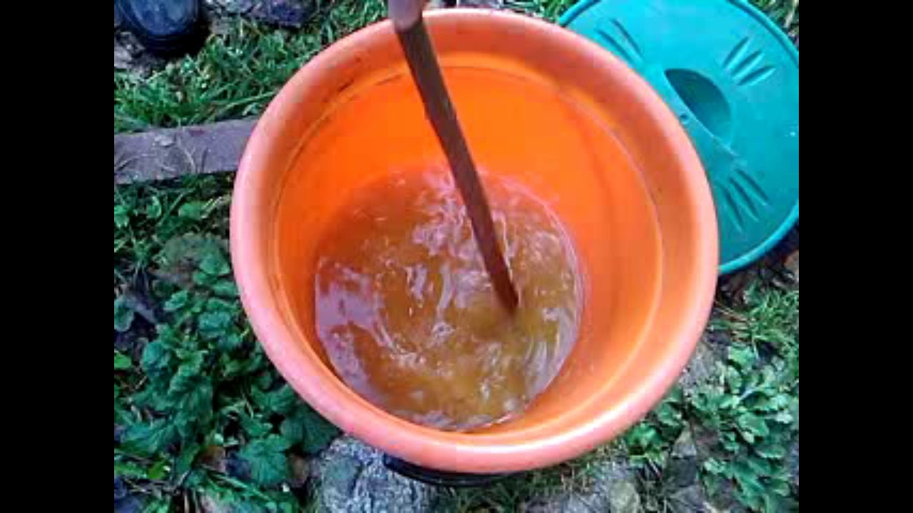 plantacja borowików na podwórku