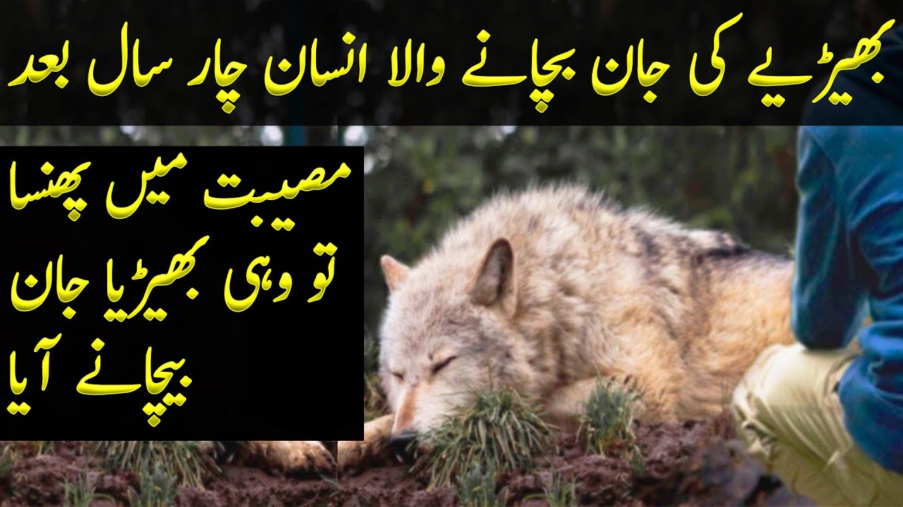 Wolf Saved By Human Returns the Favor After Years