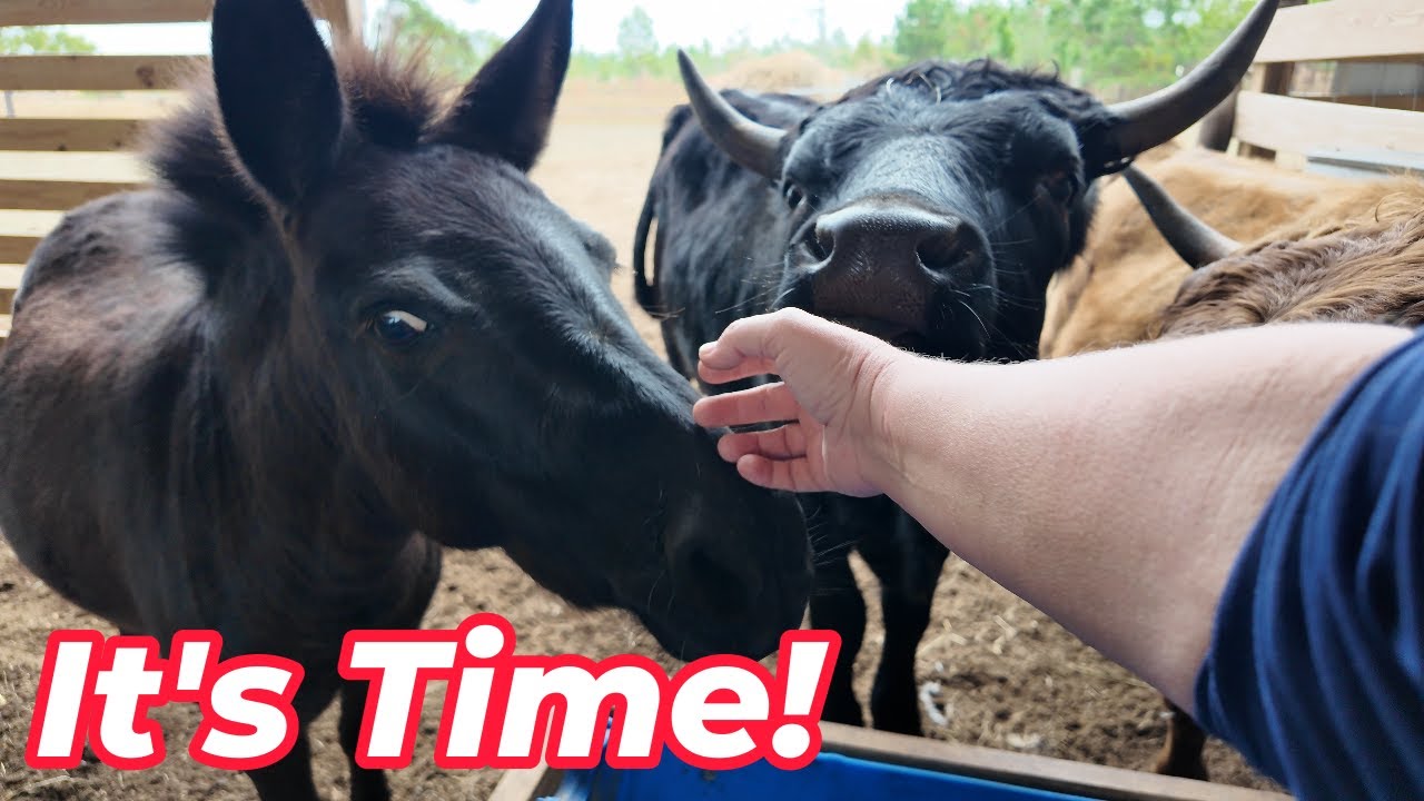 The Barn is Done || Bring on the Cold!