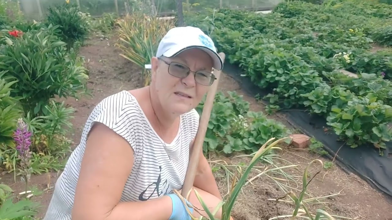 Уборка лука и озимого чеснока