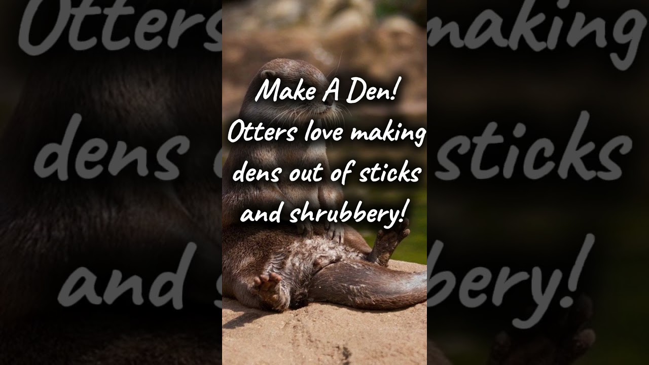 Tips For Otter Therians!