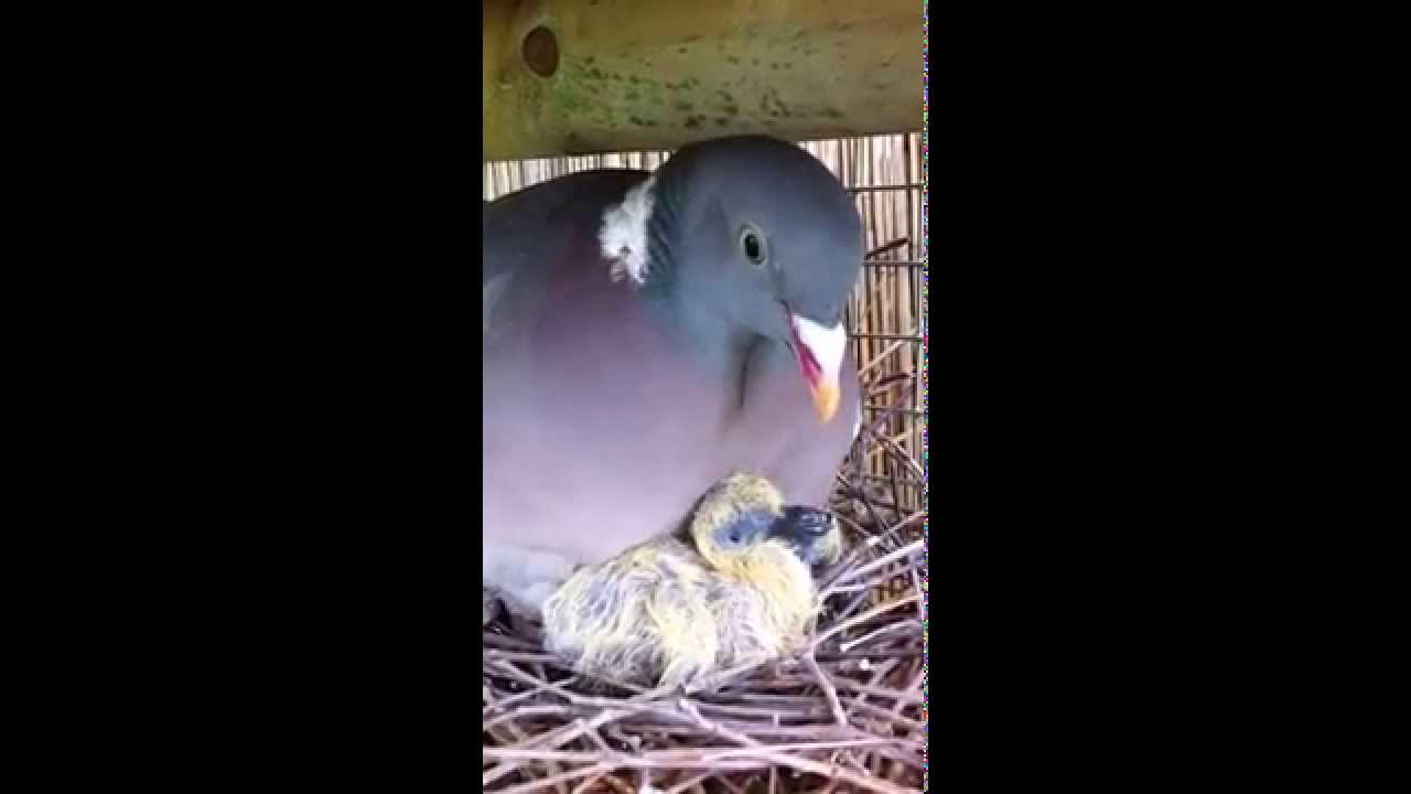 Palombe apprivoisée avec pousssins 1 jour