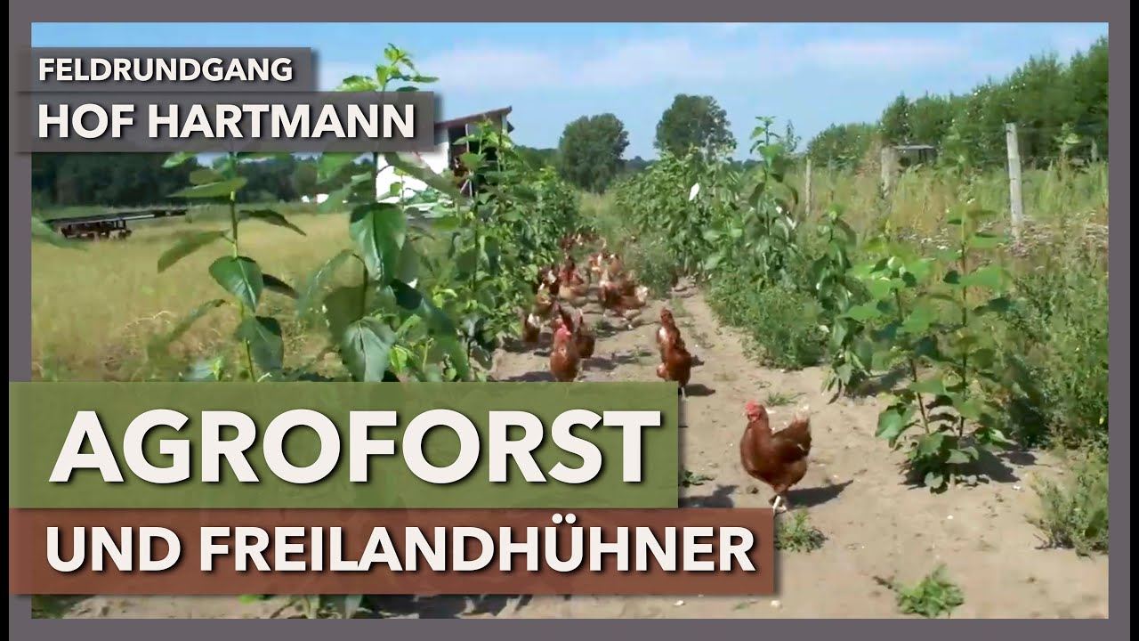Freilandhühner im Agroforst - Anlage, Pflege, Nutzen | Hof Hartmann | Feldrundgang 12