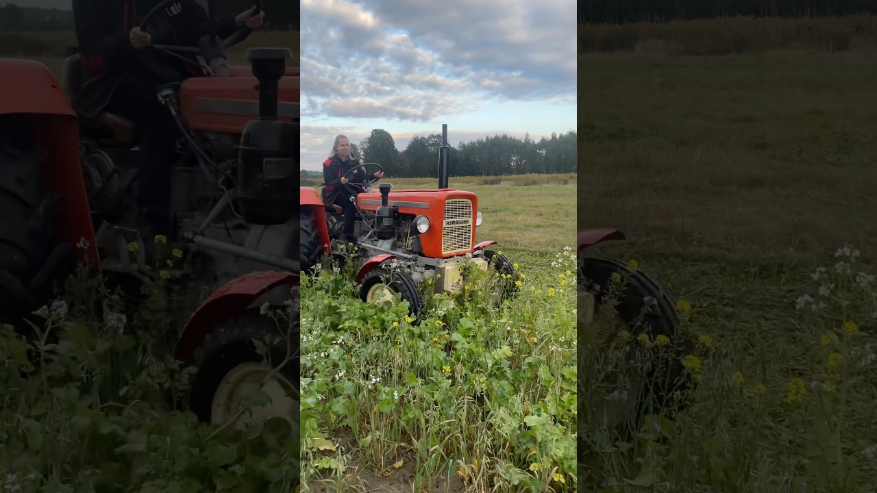 Natalia mulczuje poplon 💁&zwj;♀️ Ursus c-335 & Agrostar AMD 135 🤙 #poplon #mulczer #agrostar