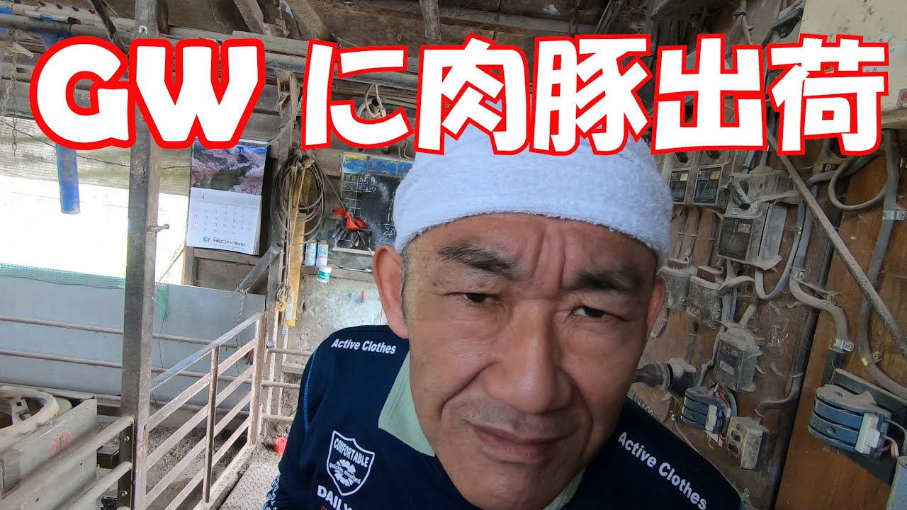 5月6日 GWでも 肉豚出荷