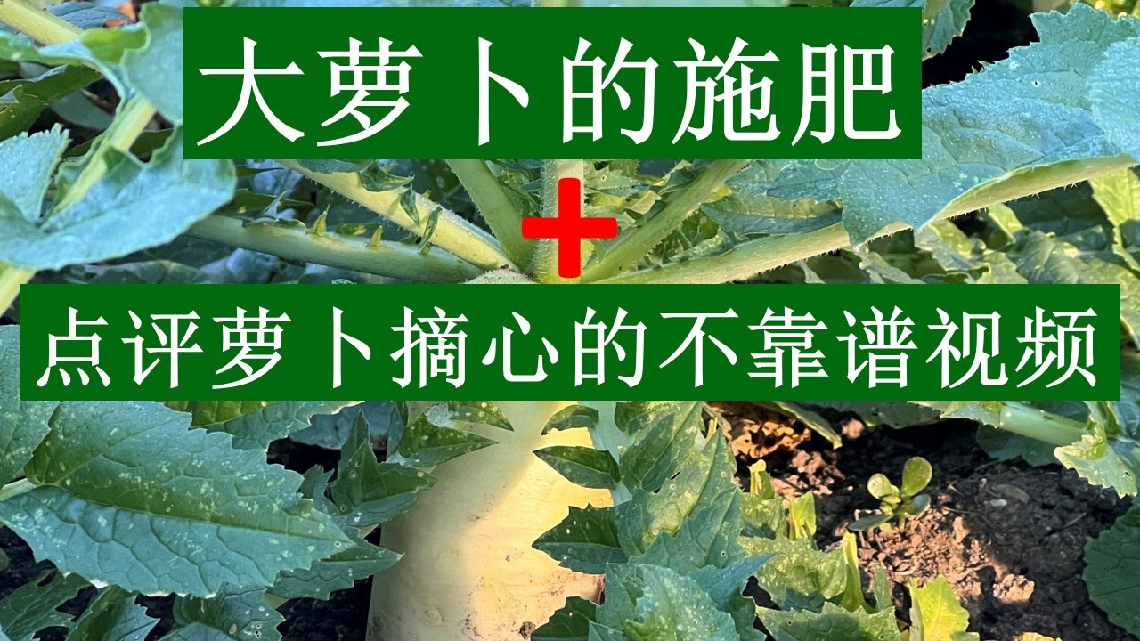 大萝卜的施肥和揭露一个关于萝卜种植的害人视频