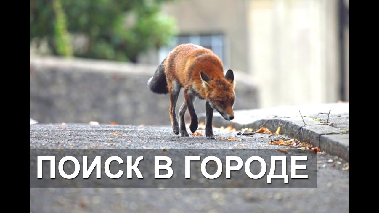 Курс для Старших групп ПСО 