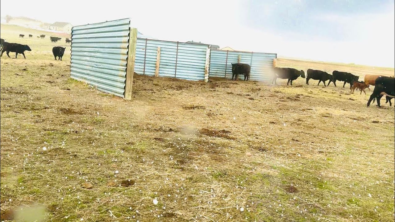 Surprise HAIL STORM Interrupts Labor! | Bambi Calves & #50 Battles the Weather  |  30in30 #27 2025