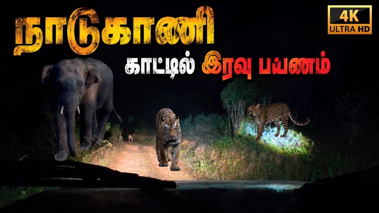 🔥Gudalur Night Wildlife 🌿 | Genepool Nadugani Safari  @SimbaaVlogs