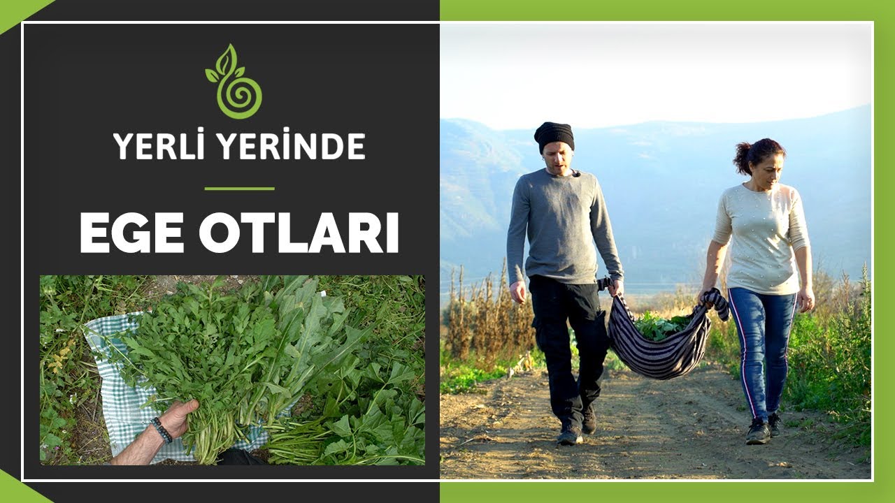 Kısık Ateş ile Yerli Yerinde 2.B&ouml;l&uuml;m: Ege Otları #kısıkateşakademi #belgesel #yerliyerinde