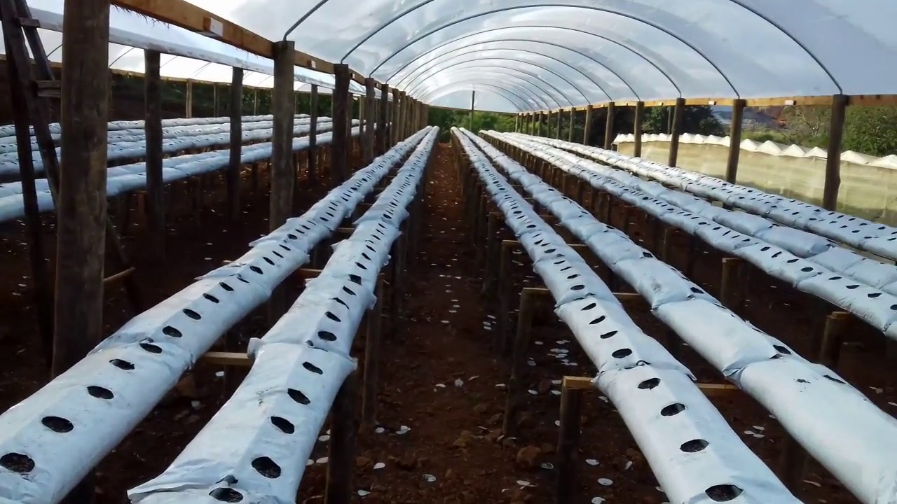 estufas para plantio de morango