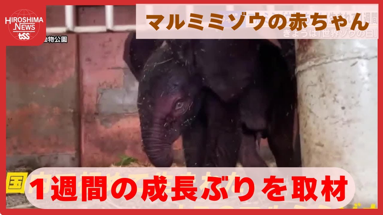 国内で初めて生まれたオスのマルミミゾウ　１週間の成長ぶりは「順調」　ミルクも上手に飲めている　広島 (2025/08/12 17:03)