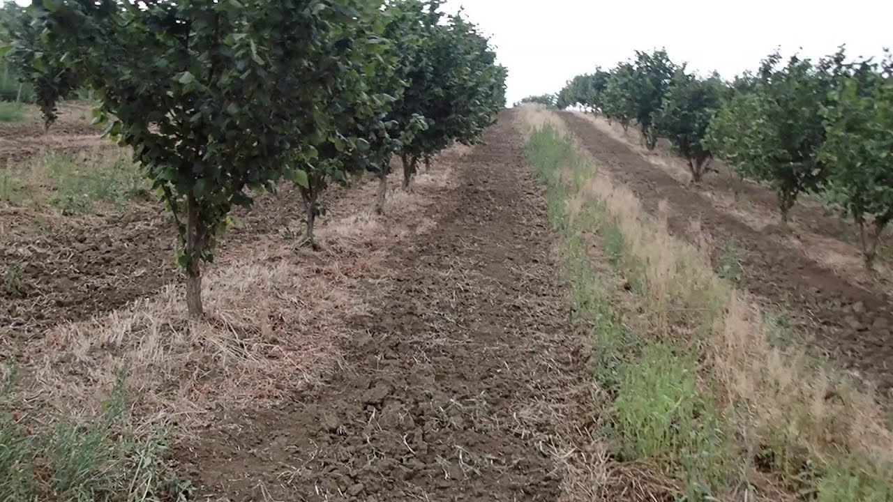 lavorazione di  permeabilizzazione del terreno pre pioggia nel noccioleto