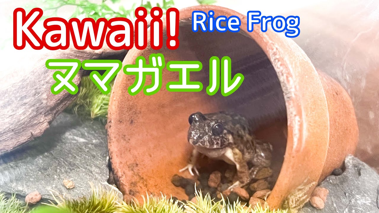 ヌマガエルってこんなカエルです
