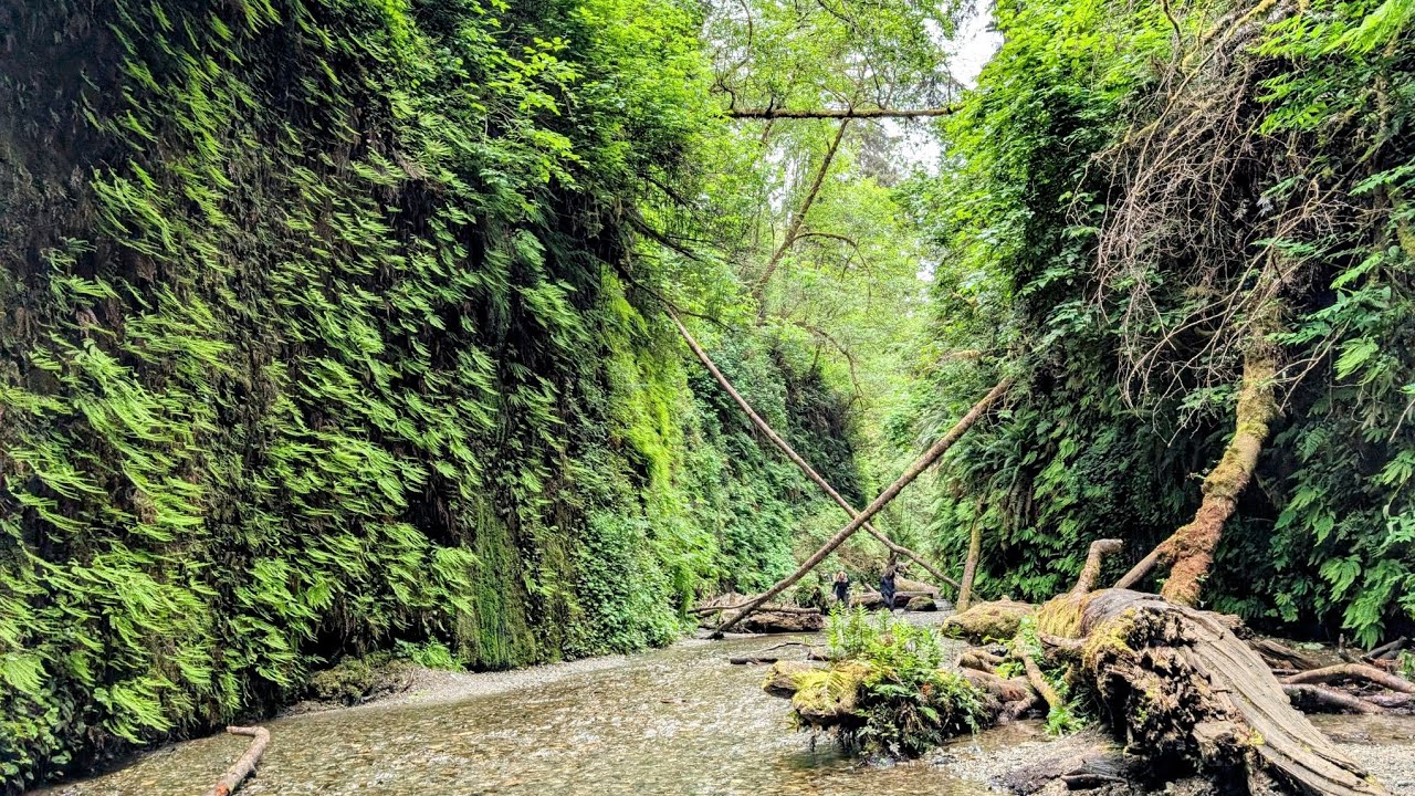 Amazing Redwoods and Fern Canyon Summer Road Trip #1
