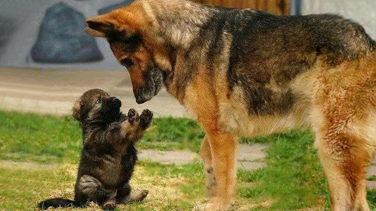 When your GERMAN SHEPHERD DOG is more funny than you think