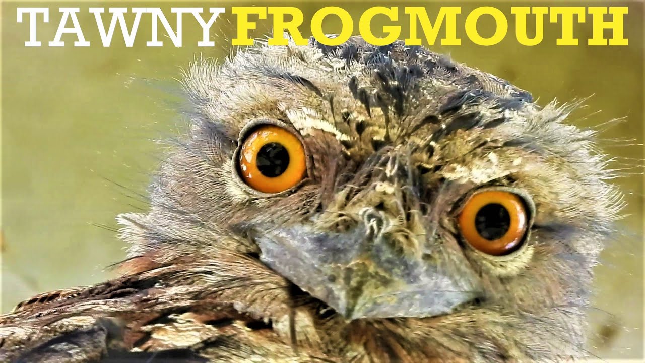 Tawny Frogmouth (Podargus Strigoides) is Looking at Me