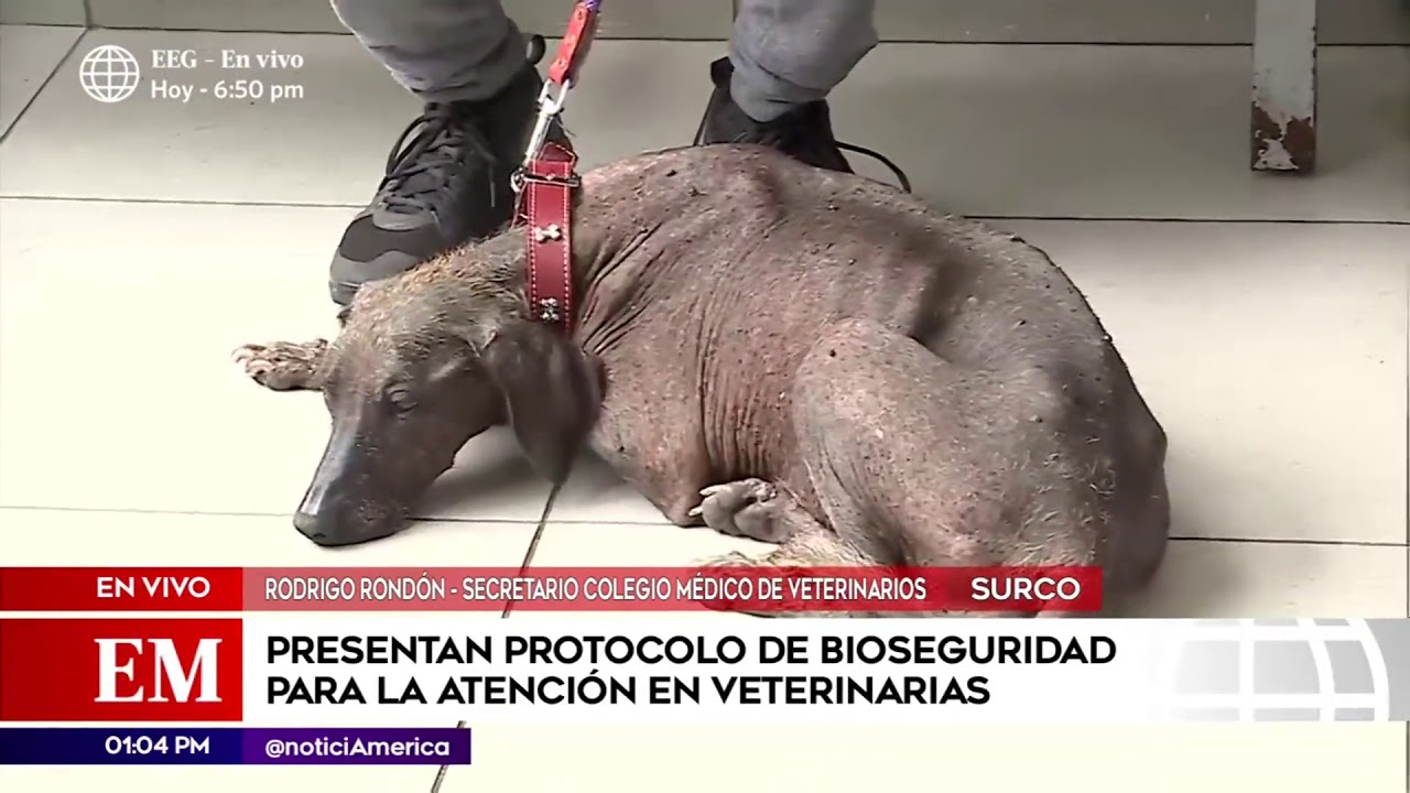 Edición Mediodía: Presentan protocolo de bioseguridad para la atención en veterinarias