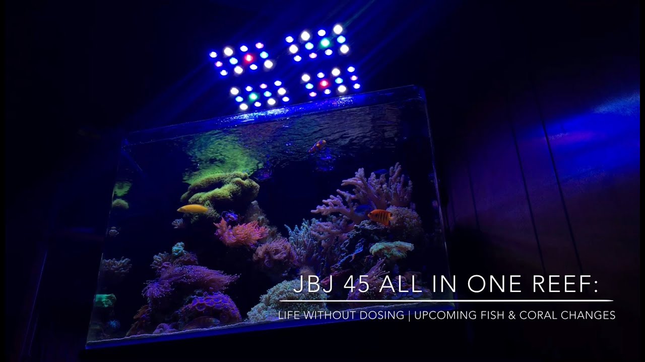 Nano Reef Without Dosing | Upcoming Coral & Fish Changes - Reef Update