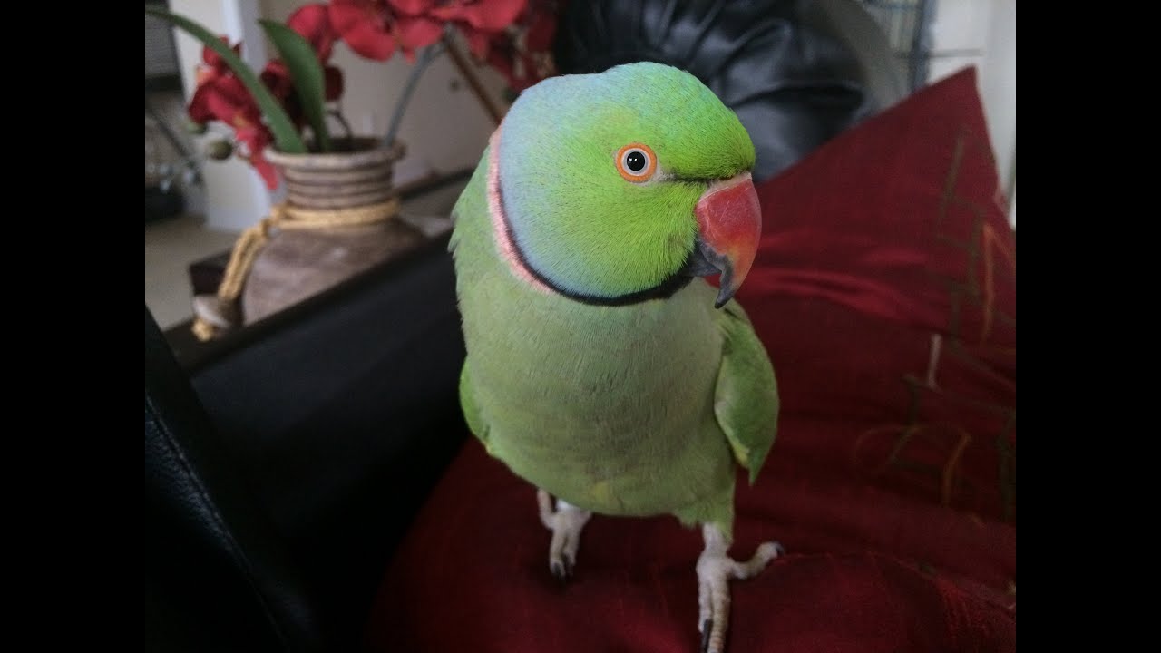 Coco the Talking Indian Ringneck Parakeet (Parrot) Talking, Kissing and being Cute