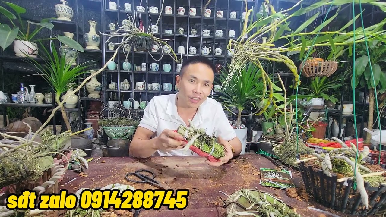 Cách Trồng Một Chậu Hoa Lan Trầm Đơn Giản - Nam Xe Lăn