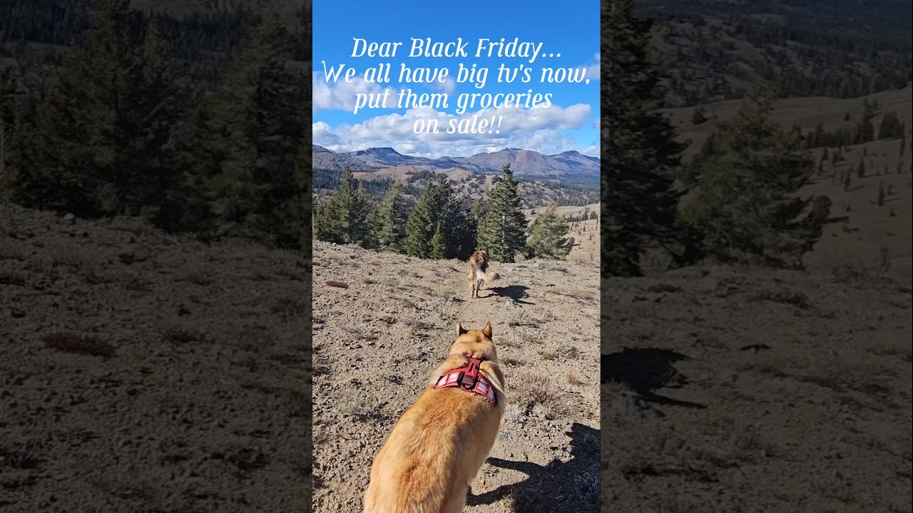 Holiday Hikes | Black Friday Chaos ❄️😂 | Charlie & Kai Trail Run 🐾 