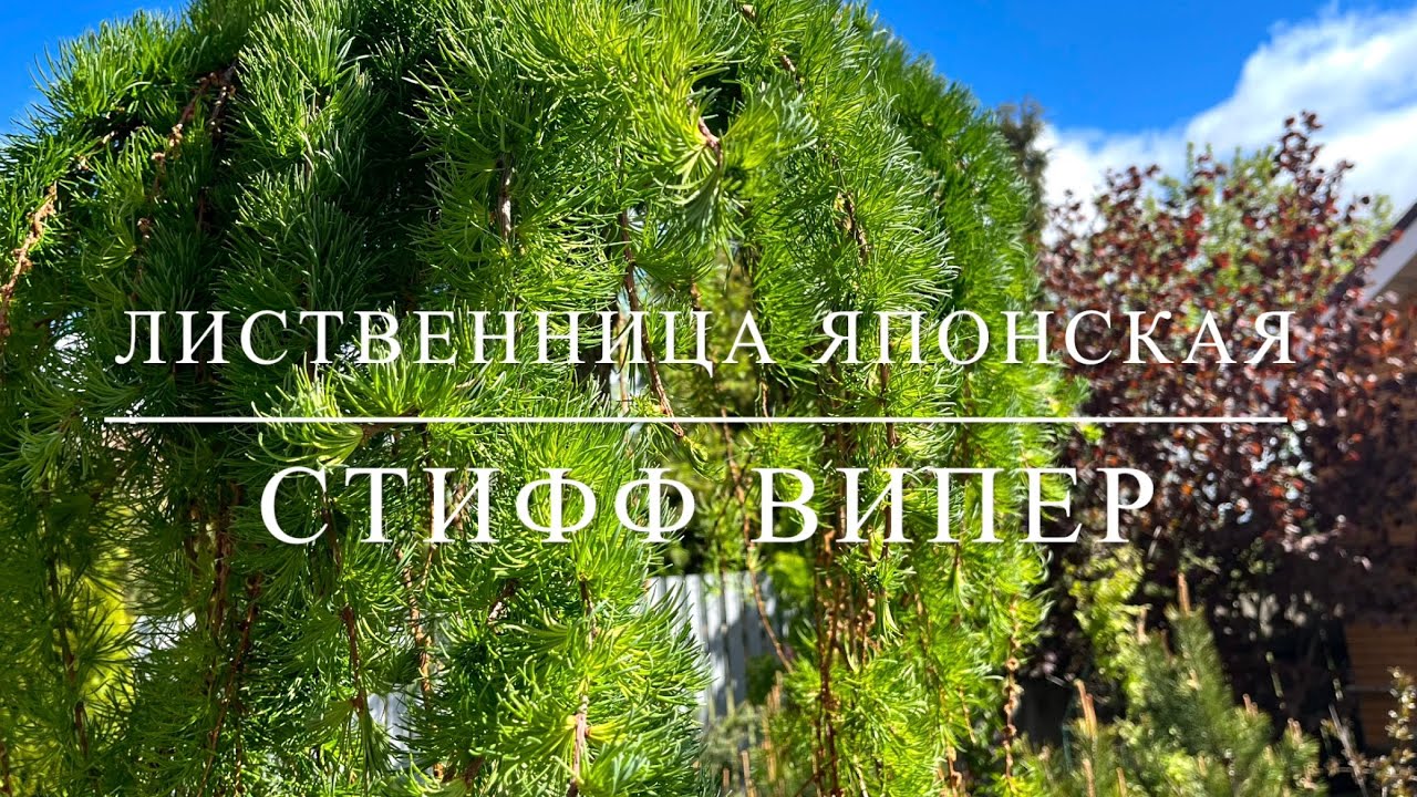 Лиственница японская Стифф Випер (Stiff Weeper)