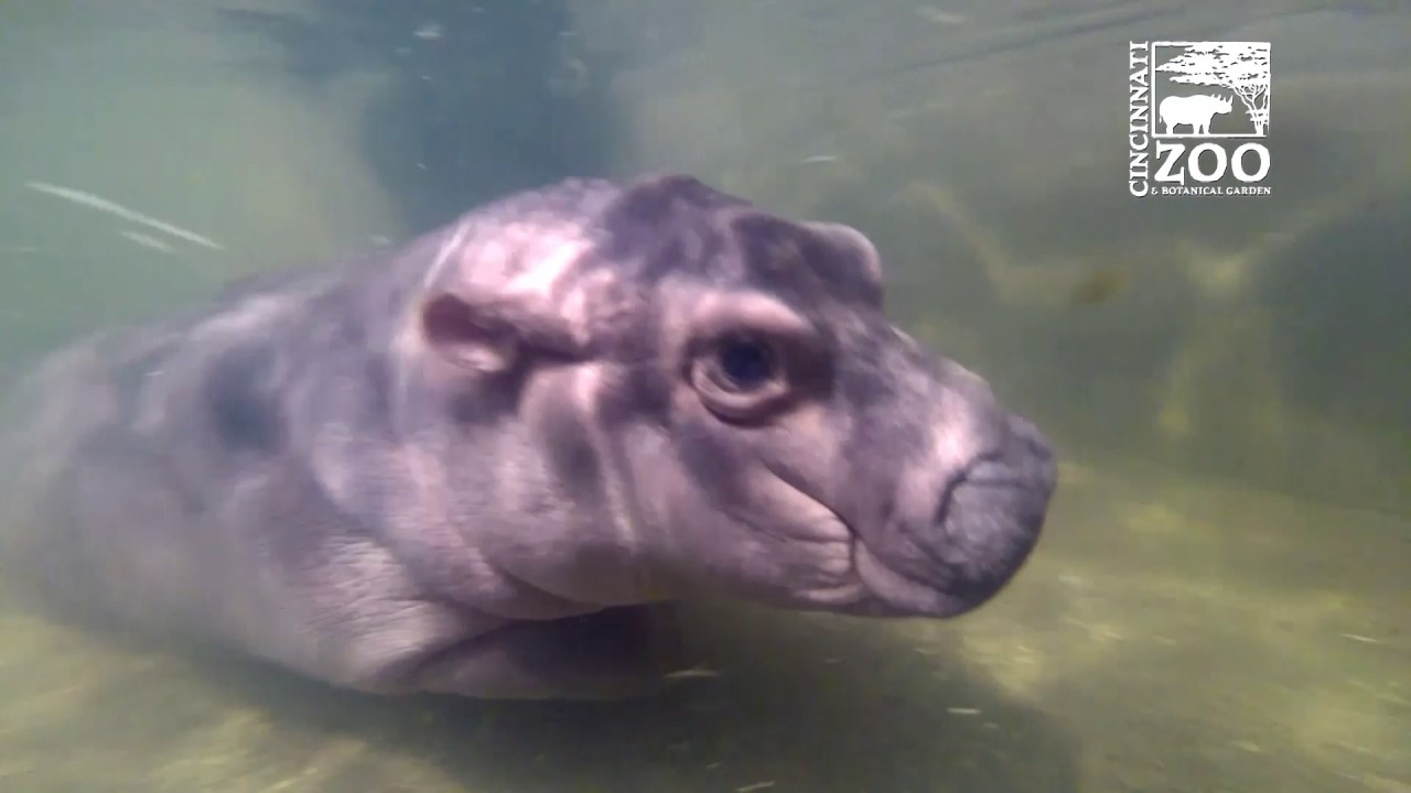 Premature Baby Hippo Fiona Adult Pool GoPro - Cincinnati Zoo