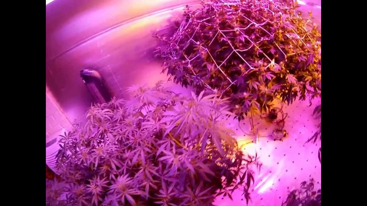 XXXL Indoor Cannabis Strain Smirffete,Kings Kush,Tangerine Dream,and Girl Scout Cookies