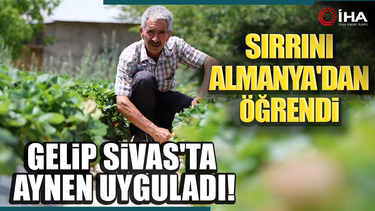 Almanya'dan Öğrendiği Sırlarla Organik Çilek Üretiyor