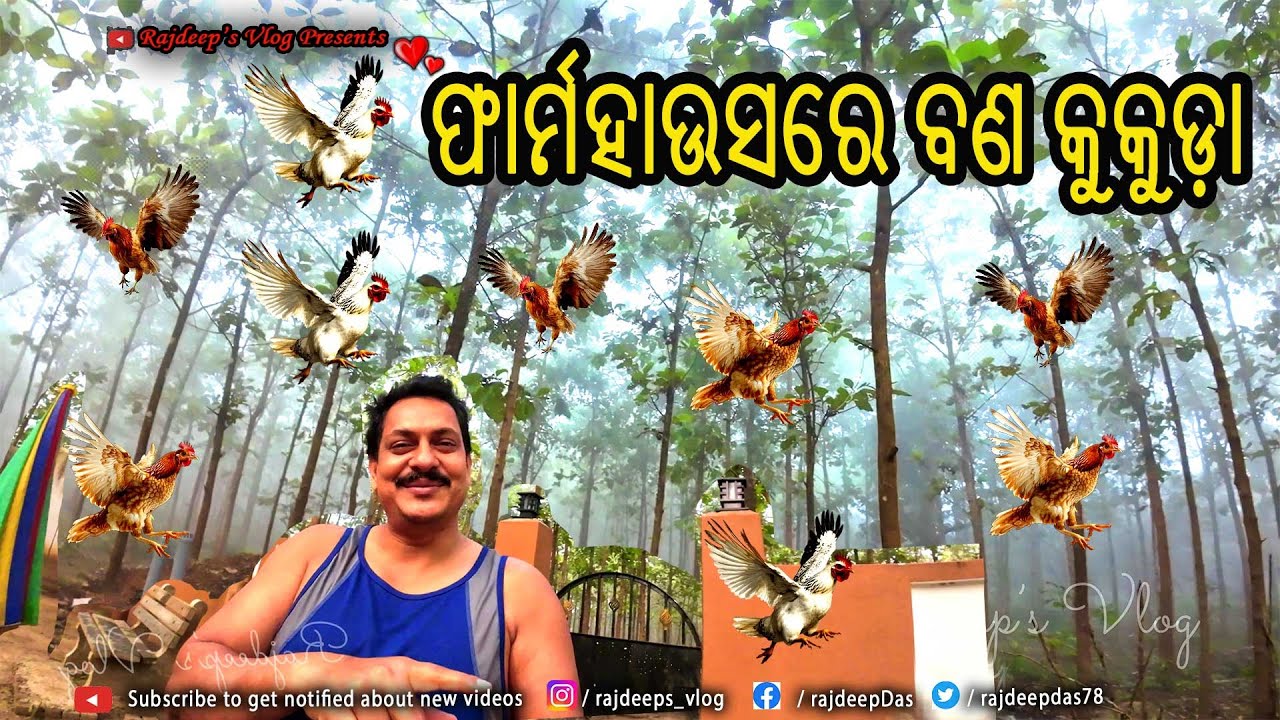 ଫାର୍ମହାଉସରେ ବଣ କୁକୁଡ଼ା | Rajdeep's Vlog - 233