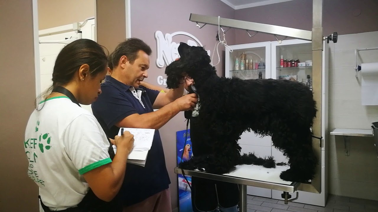 Lezione di Tosatura su Cocker Spaniel