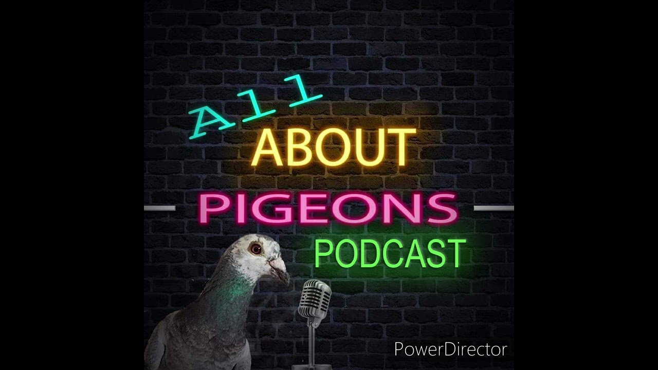 Giant Runt Pigeon