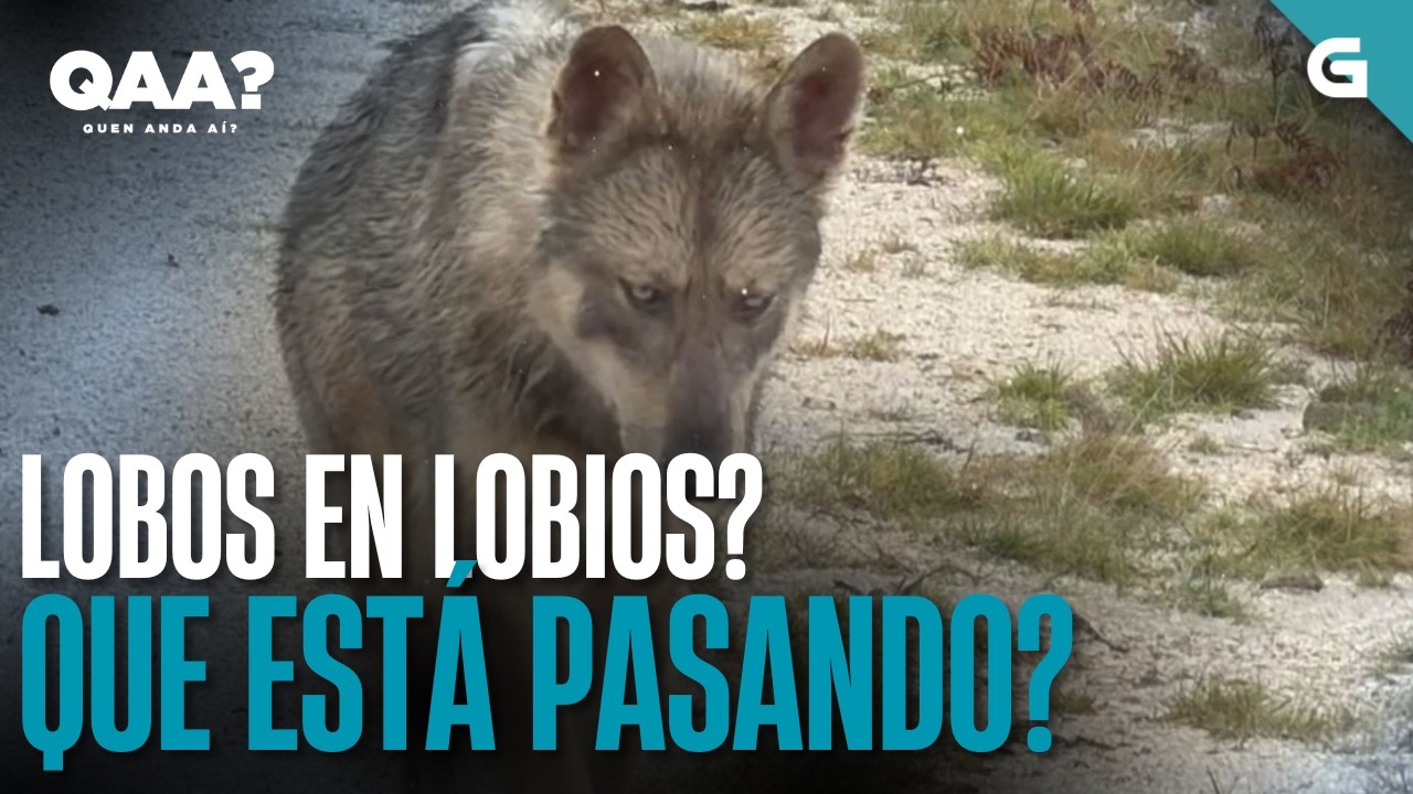 LOBOS en LOBIOS? Que está PASANDO? | QUEN ANDA AÍ?