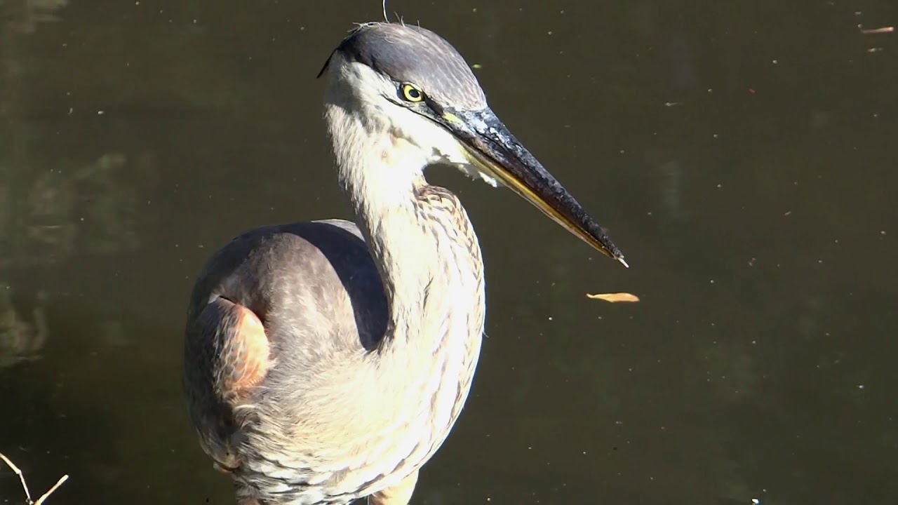 Great Blue Heron Eats 4 Crawfish